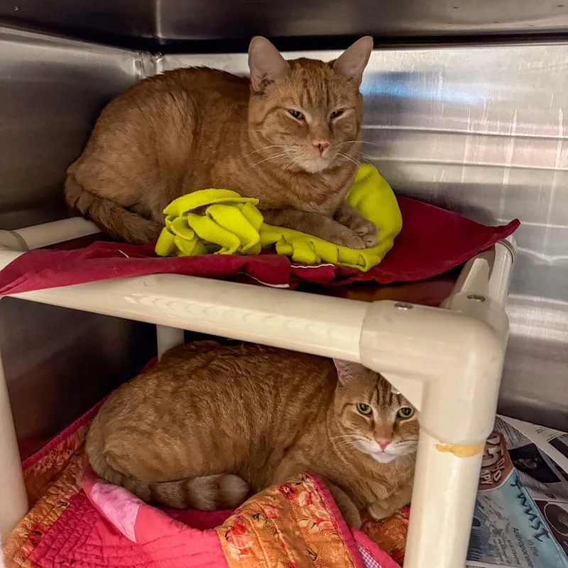 An adult extra large-sized male Orange / Red Domestic Short Hair cat named Orville Bonded W Wilbur for adoption in Kennebunk, ME