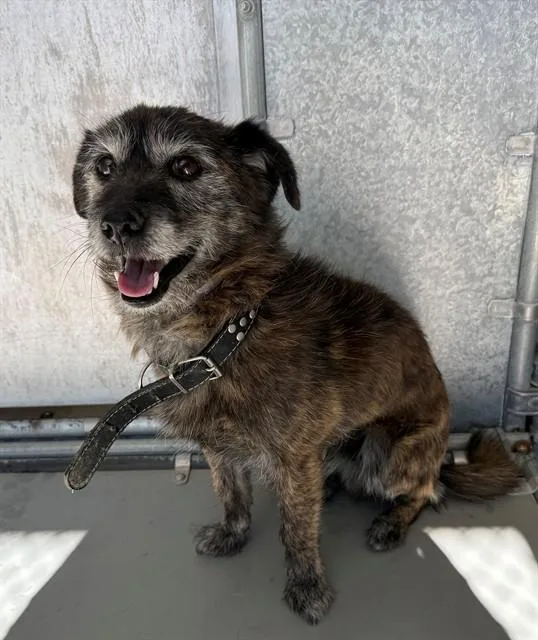 An adult small-sized male Terrier dog named Carl for adoption in Lancaster, CA