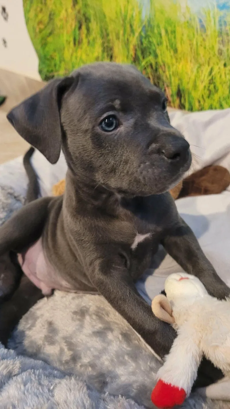 A baby large-sized male Gray / Blue / Silver Pit Bull Terrier dog named Quarry for adoption in Beavercreek, OR