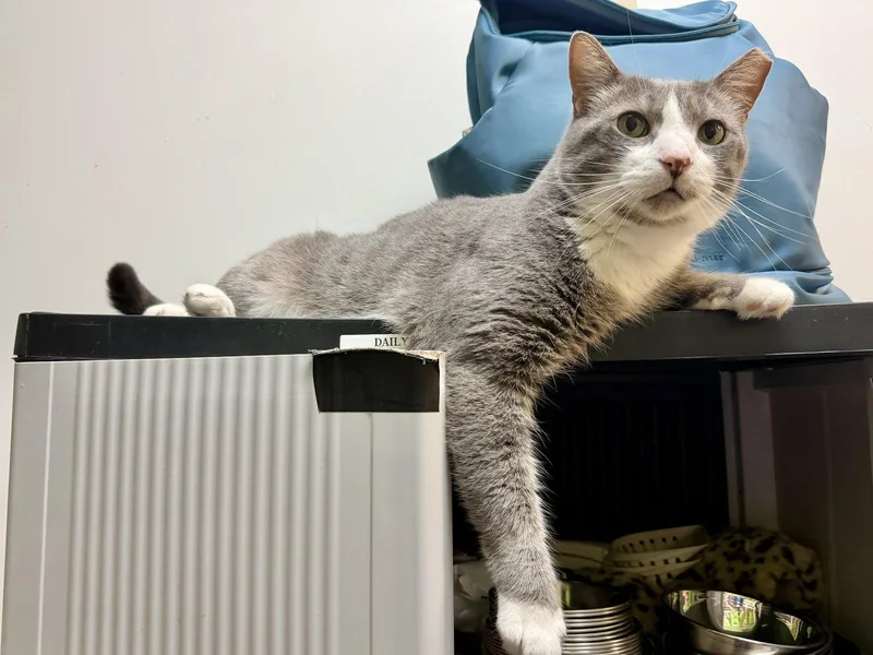 An adult medium-sized male Gray & White Domestic Short Hair cat named Thomas for adoption in Herndon, VA