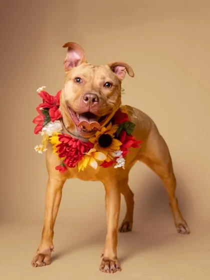 An adult large-sized female Pit Bull Terrier dog named Chorizo for adoption in Atlanta, GA