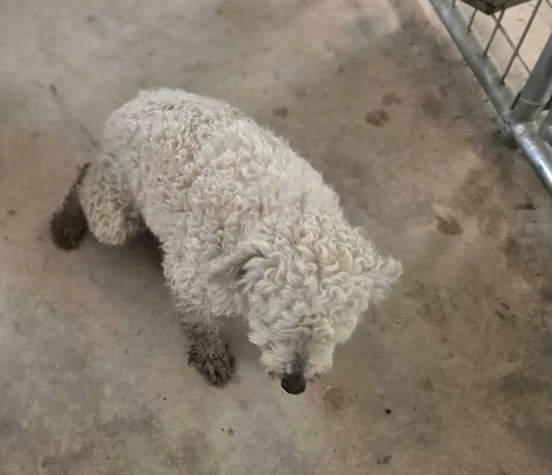 Teddy