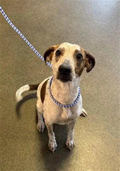 A young medium-sized female Mixed Breed dog named Magic for adoption in Jacksonville, FL