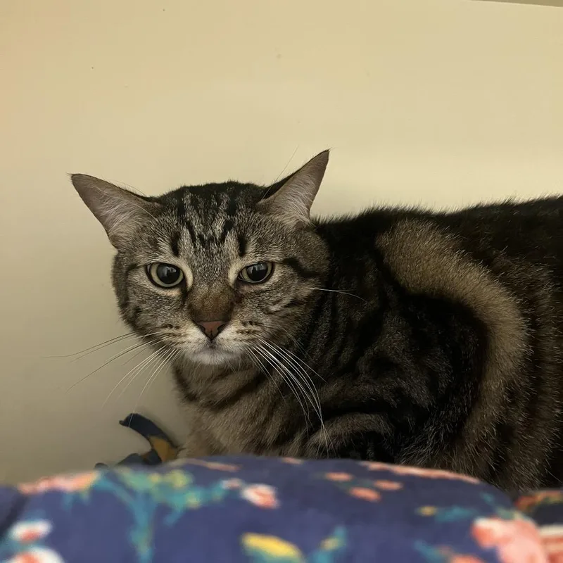 An adult medium-sized female Brown / Chocolate Domestic Short Hair cat named Yzma for adoption in DeKalb, IL