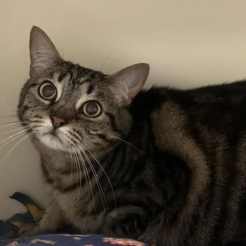 Yzma thumbnail 2