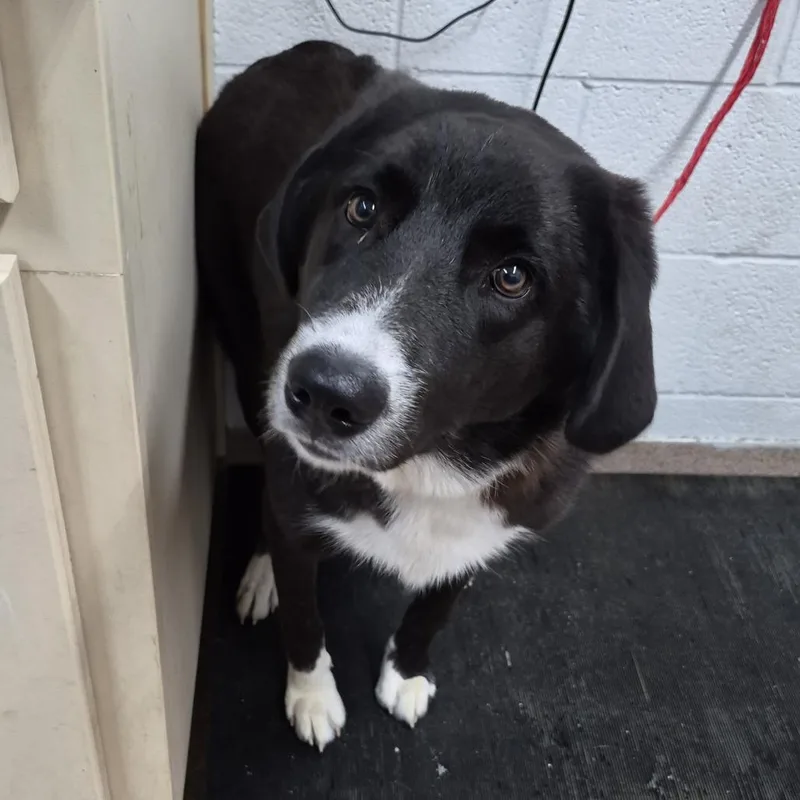 A young medium-sized male Black Collie dog named Obie for adoption in Ardmore, OK