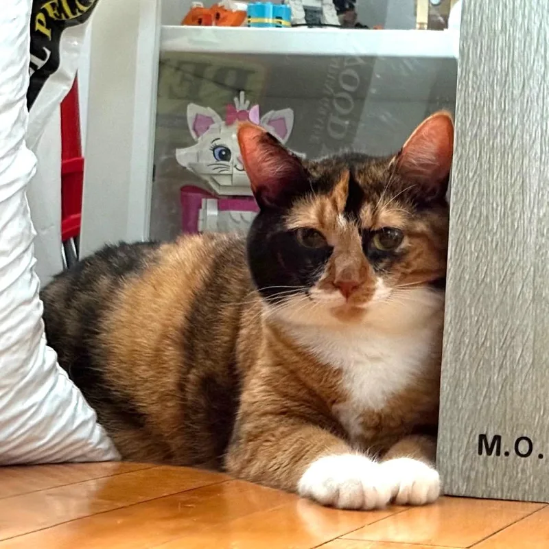 An adult large-sized female Calico Domestic Short Hair cat named Apple Cider for adoption in Evanston, IL