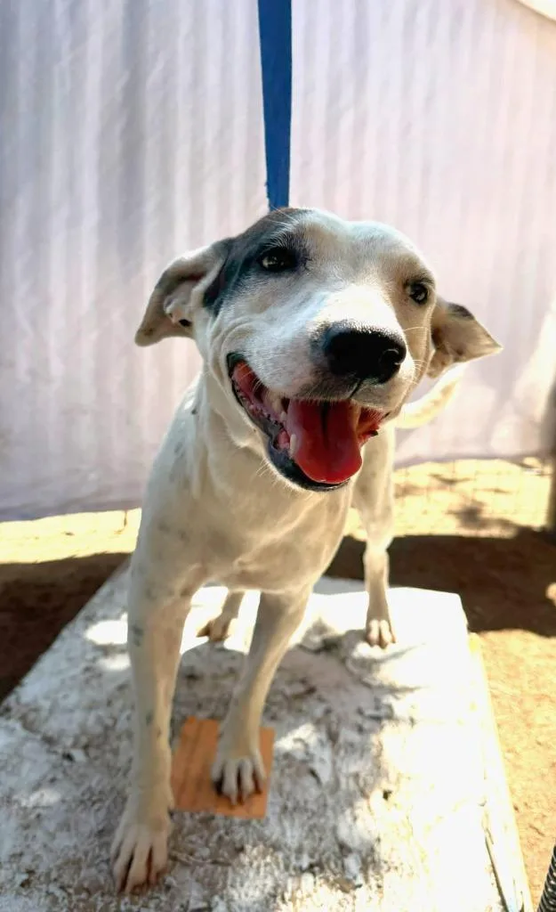 A young medium-sized female Greyhound dog named Manchas for adoption in San Diego, CA