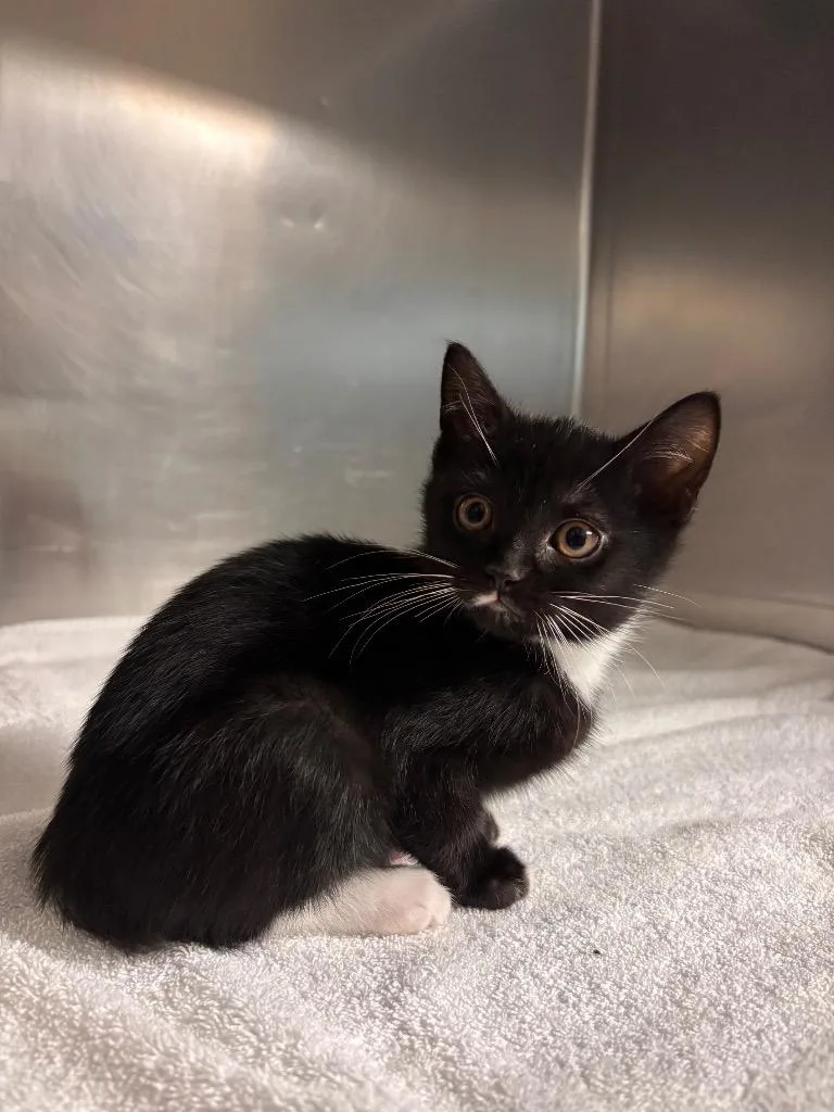 A baby medium-sized female Domestic Short Hair cat named Sophia for adoption in Port Jervis, NY