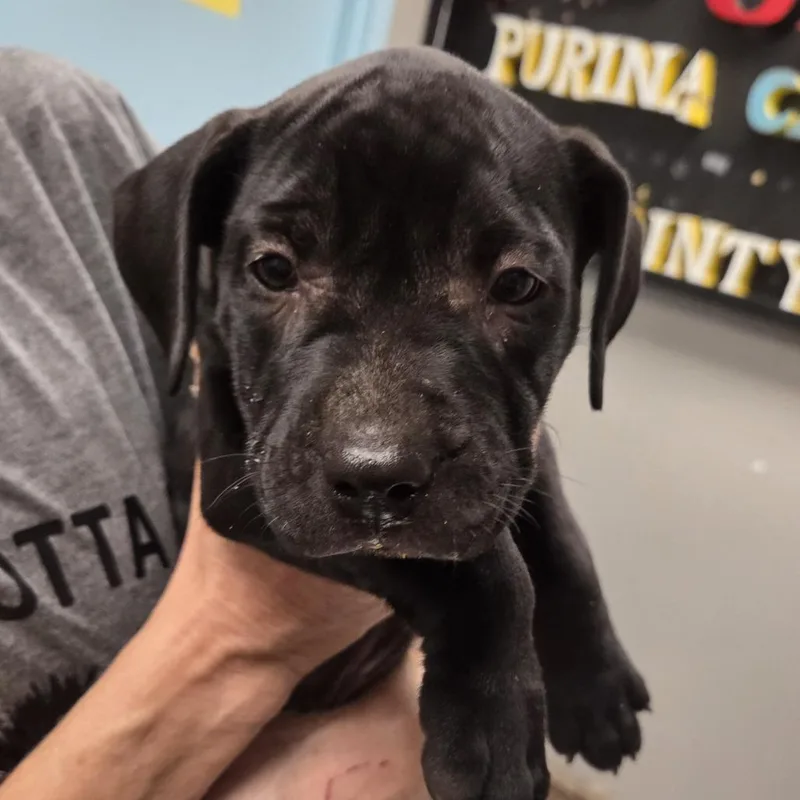 A baby small-sized male Terrier dog named Crown Peach for adoption in St. Louis, MO