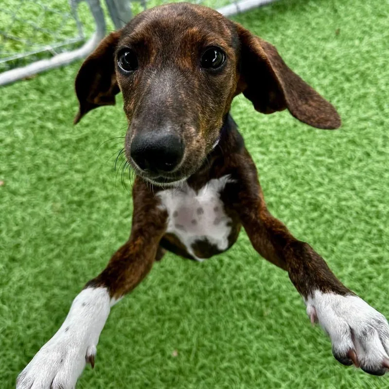 A baby small-sized female Mixed Breed dog named Abby for adoption in Barrington, NH