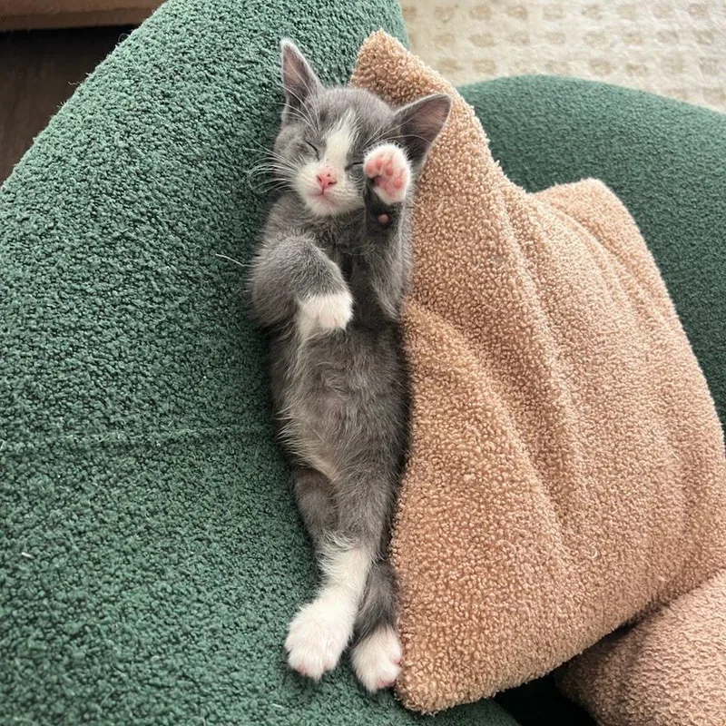 A baby small-sized female Gray / Blue / Silver Domestic Short Hair cat named Ginger for adoption in Los Angeles, CA