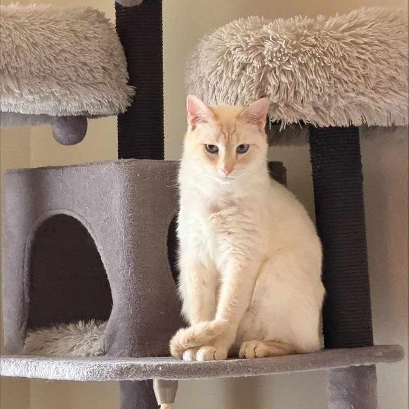 An adult medium-sized male Flame Point Siamese cat named Smooch for adoption in Madison, WI