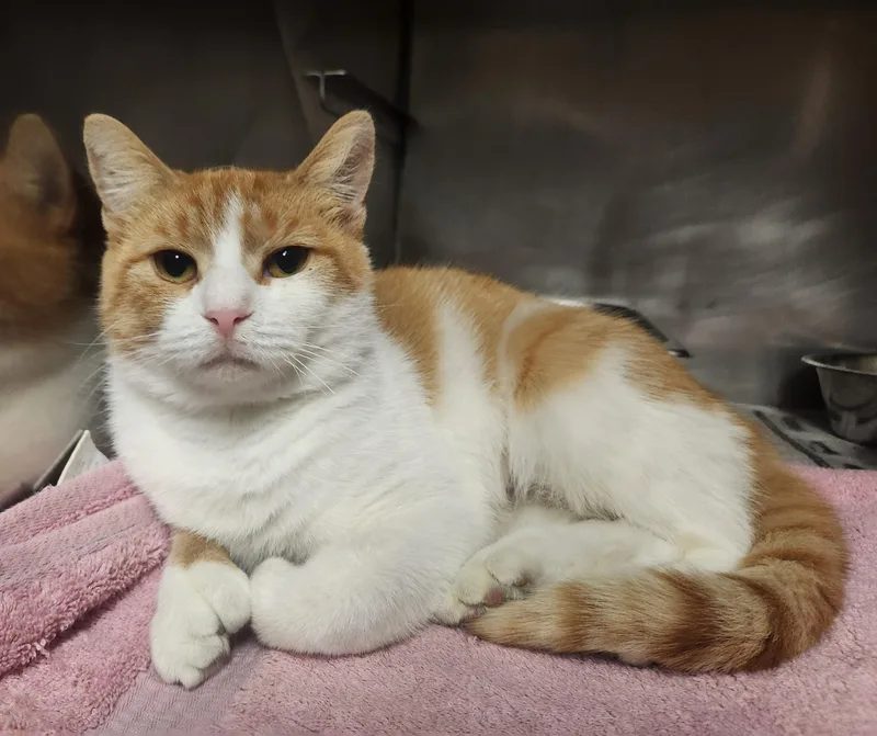 A young medium-sized female Tabby (Orange / Red) Domestic Short Hair cat named Creamsicle for adoption in Clayton, NJ