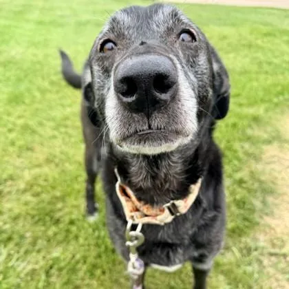 A senior medium-sized female Labrador Retriever dog named Korra for adoption in Wheaton, IL