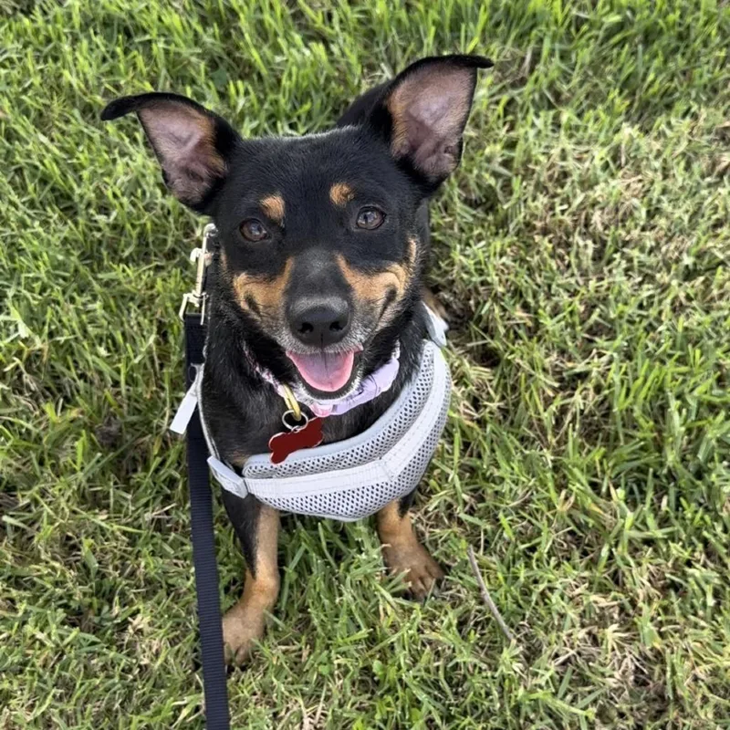 An adult small-sized female Miniature Pinscher dog named Peaches Costa Mesa for adoption in Chino Hills, CA