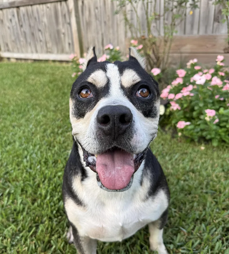 An adult medium-sized male Black American Bulldog dog named Bruno for adoption in Willis, TX