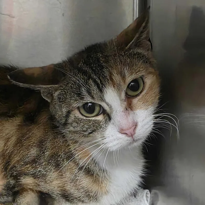 A young small-sized female Calico Domestic Short Hair cat named Irene for adoption in Milan, IL
