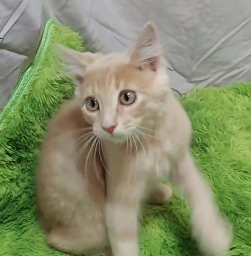 A baby medium-sized male Domestic Short Hair cat named Whizzbee for adoption in Salt Lake City, UT