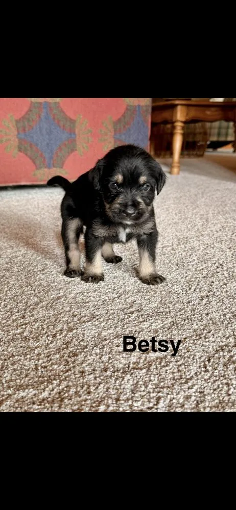 A baby small-sized female Goldendoodle dog named Betsy for adoption in Marietta, GA
