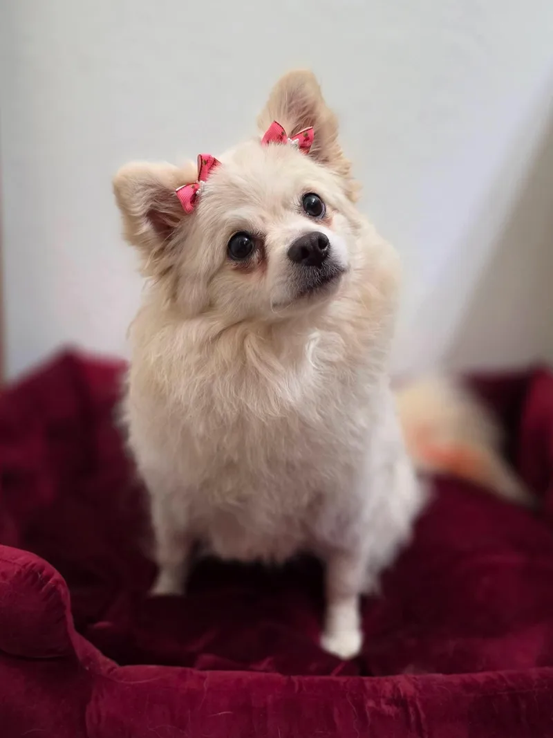An adult small-sized female Apricot / Beige Pomeranian dog named Simi for adoption in Clovis, CA