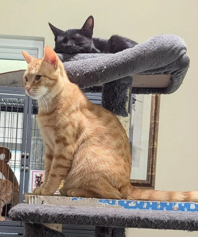An adult medium-sized female Tabby cat named Pizzazz for adoption in Ocala, FL