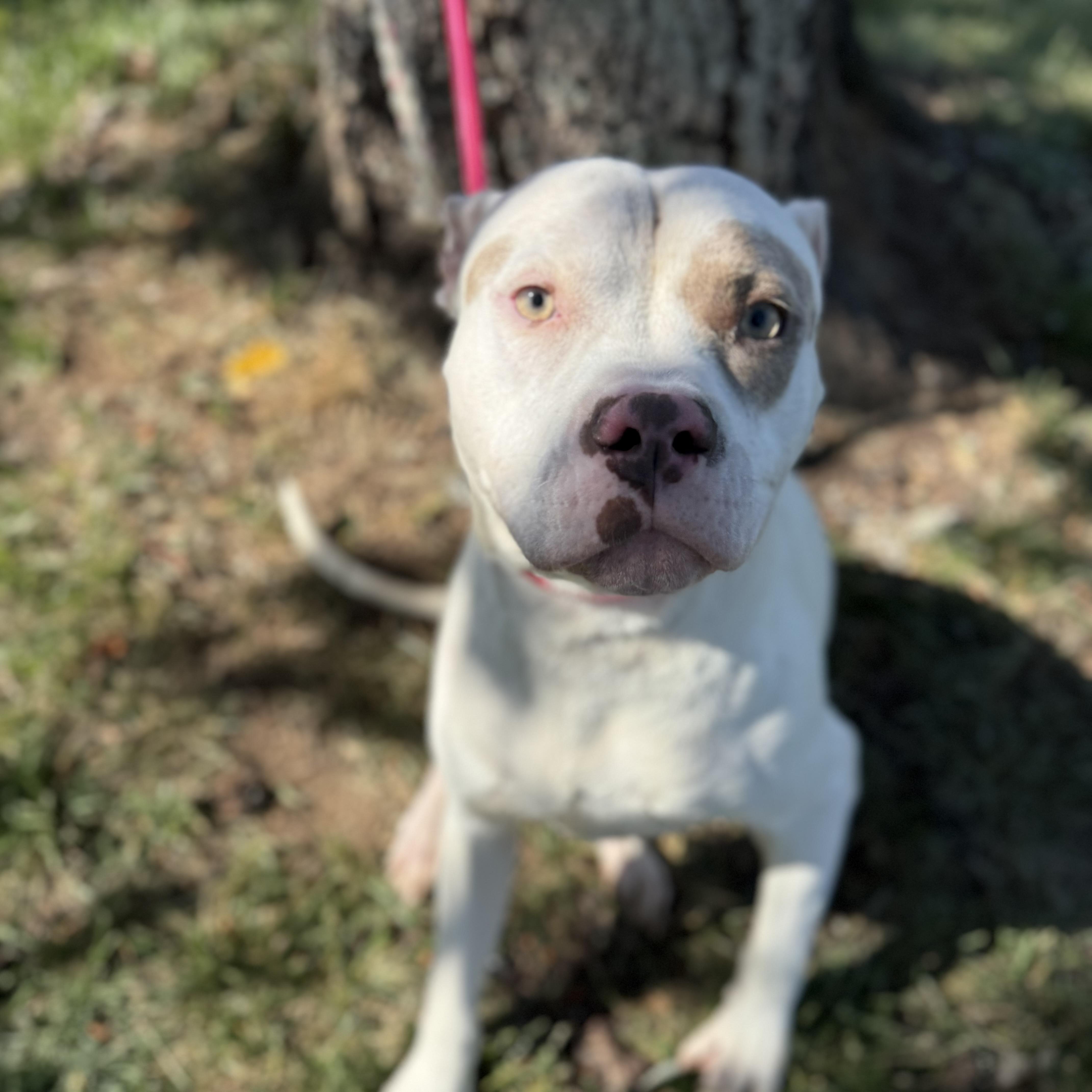 An adult medium-sized male Brown / Chocolate Pit Bull Terrier dog named Norris for adoption in Columbia, SC