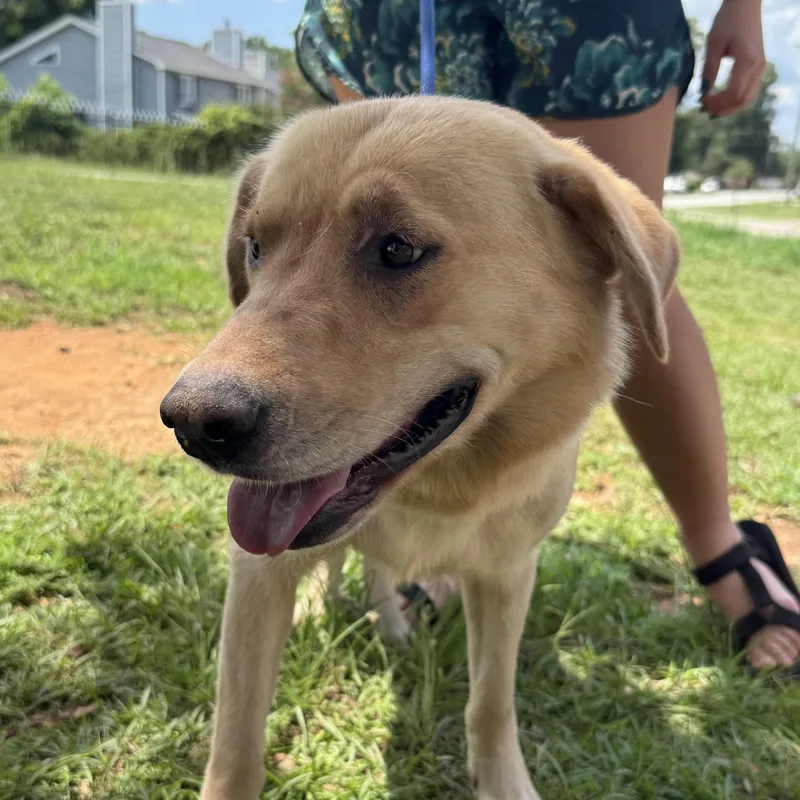 An adult medium-sized female Yellow / Tan / Blond / Fawn Labrador Retriever dog named Lady Lintball for adoption in Columbia, SC