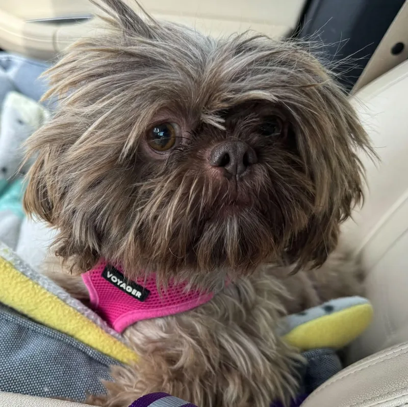 An adult small-sized female Brown / Chocolate Shih Tzu dog named Yogi Ann Miller for adoption in Plano, TX