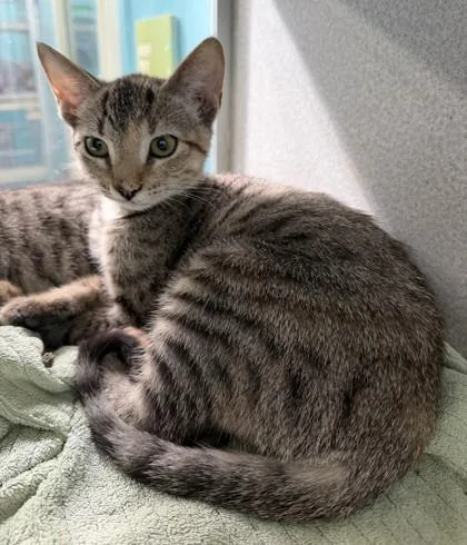 A baby small-sized female Domestic Short Hair cat named Shreako for adoption in New Orleans, LA