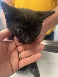 A baby small-sized female Domestic Short Hair cat named Fornax for adoption in Haw River, NC