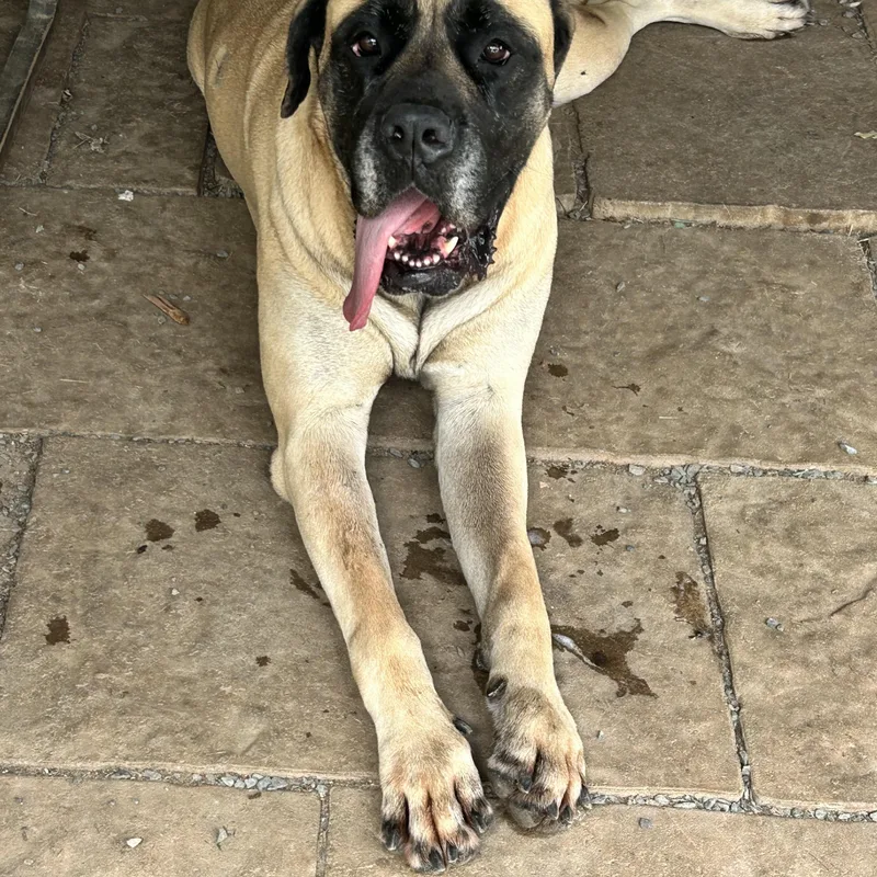 An adult extra large-sized female Mastiff dog named Belle for adoption in Reidsville, NC