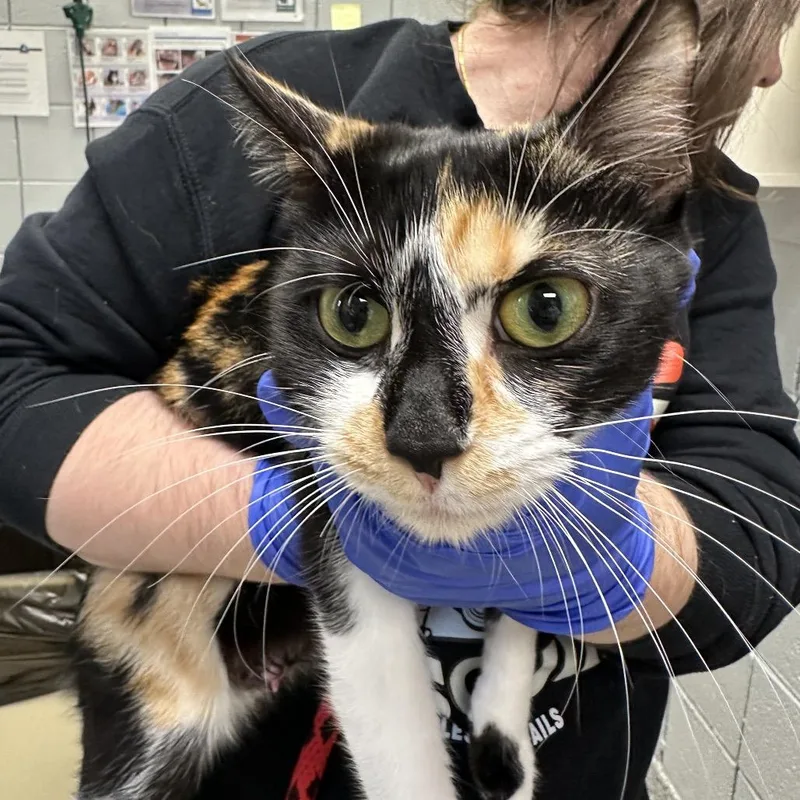 An adult medium-sized female Domestic Short Hair cat named Rattlin Bog for adoption in West Olive, MI
