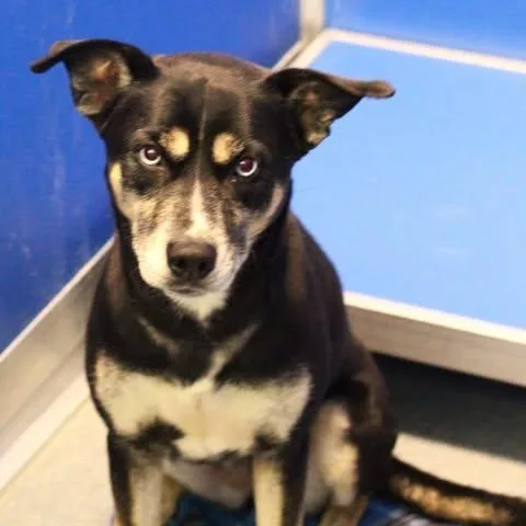 An adult medium-sized female Black Husky dog named 26-01053 for adoption in Fredericksburg, VA
