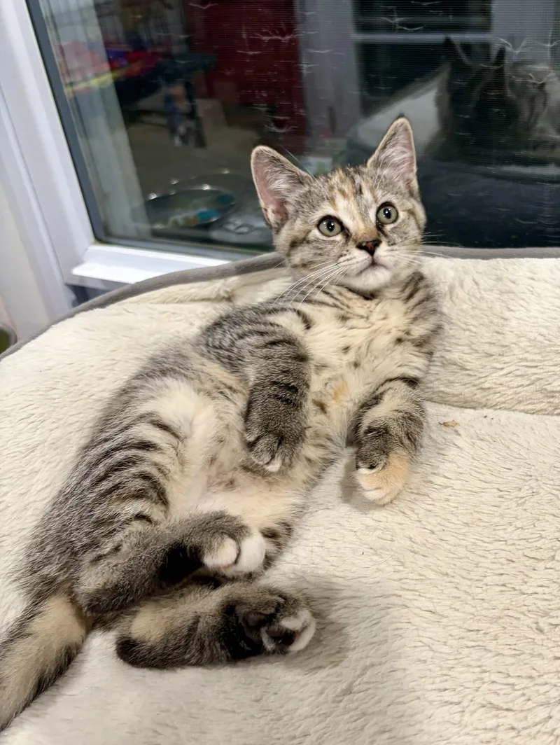 A baby medium-sized female Tabby (Brown / Chocolate) Domestic Short Hair cat named Birdie for adoption in East Amherst, NY