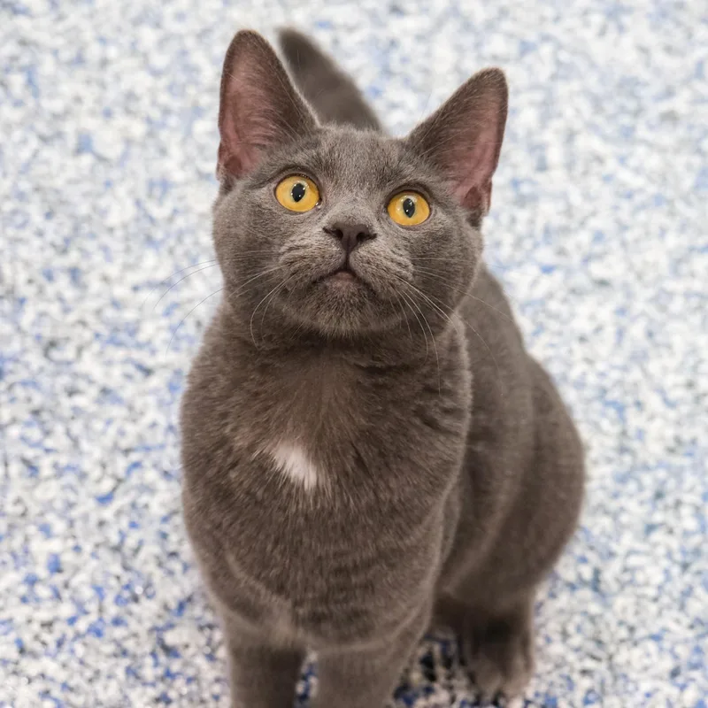 A young medium-sized female Gray / Blue / Silver Domestic Short Hair cat named Janet for adoption in Newport Beach, CA