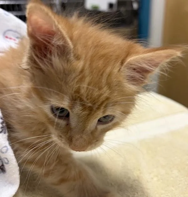 A baby small-sized male Domestic Short Hair cat named Ron for adoption in Escondido, CA