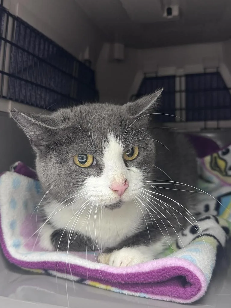 A young small-sized female Domestic Short Hair cat named London Fog for adoption in Saint Paul, MN