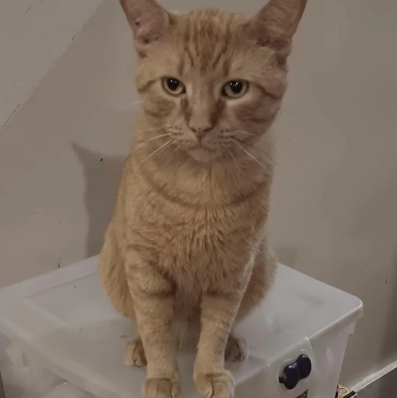An adult medium-sized male Orange / Red Domestic Short Hair cat named Gingerino for adoption in North Bergen, NJ