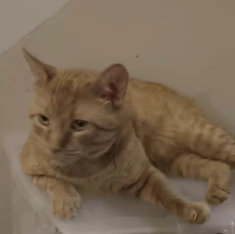 Gingerino thumbnail 2