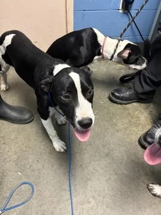 A young small-sized female Pit Bull Terrier dog named Inez for adoption in Seneca, SC