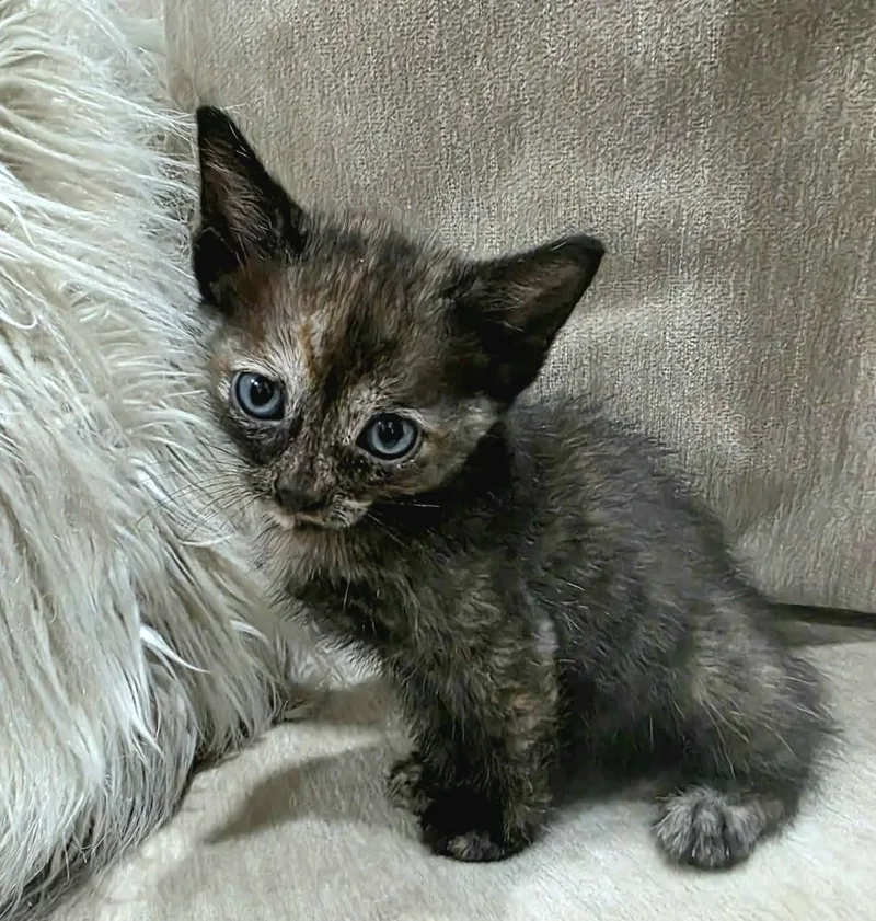 A baby medium-sized female Tortoiseshell cat named Zahara for adoption in Gregory, TX