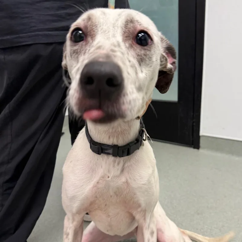 A young medium-sized male White / Cream Australian Cattle Dog / Blue Heeler dog named Tairn for adoption in Abilene, TX
