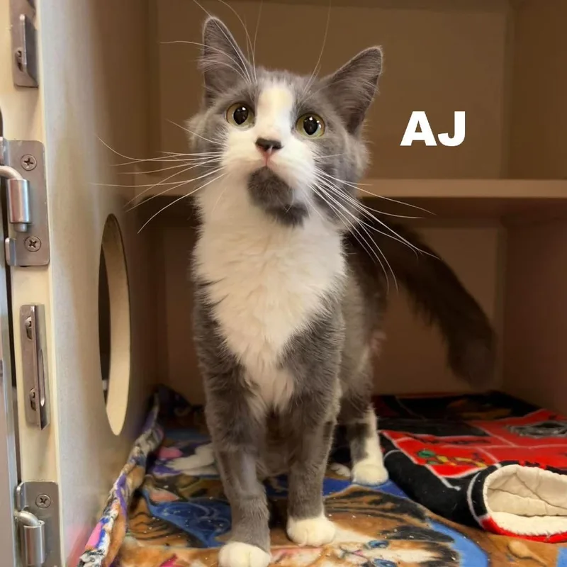 Aj
