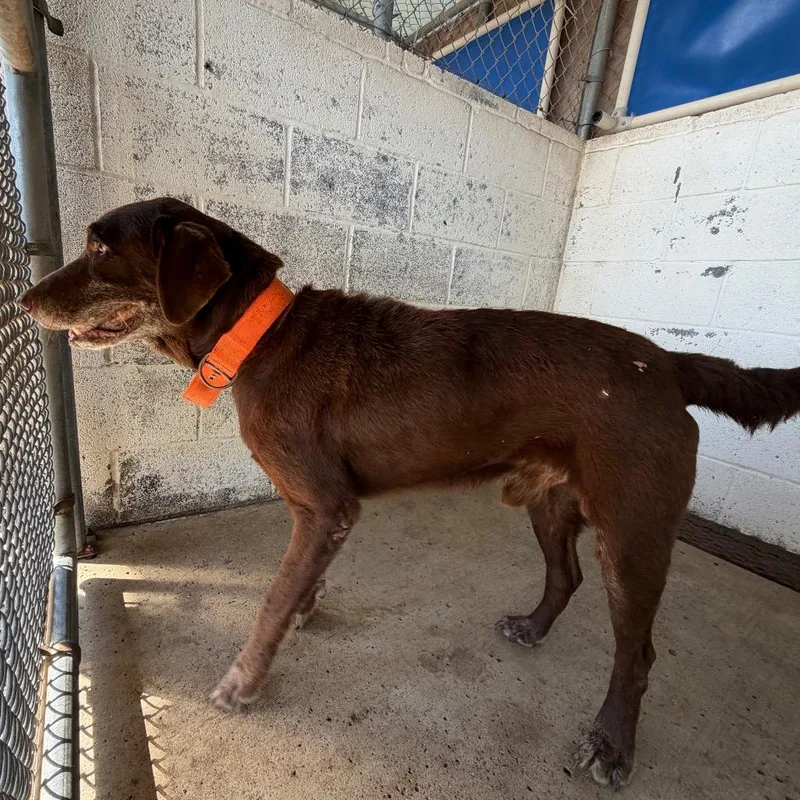 An adult medium-sized male Chocolate Labrador Retriever dog named Cornelius for adoption in Edinburg, TX