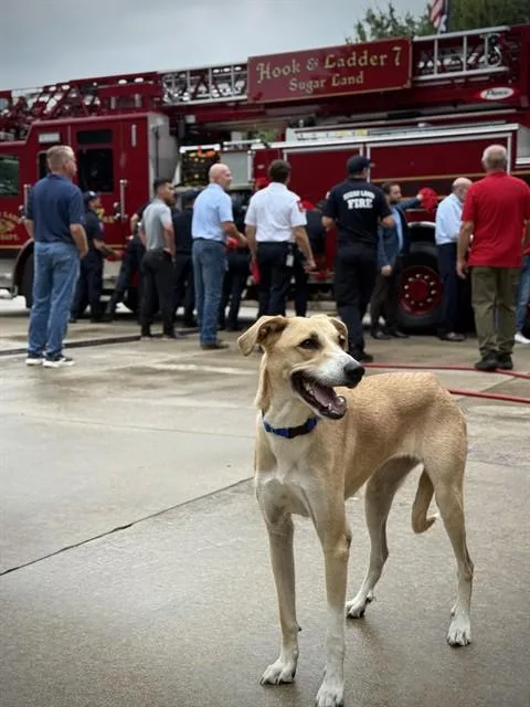 A young large-sized female Great Pyrenees dog named Kylie for adoption in Sugar Land, TX