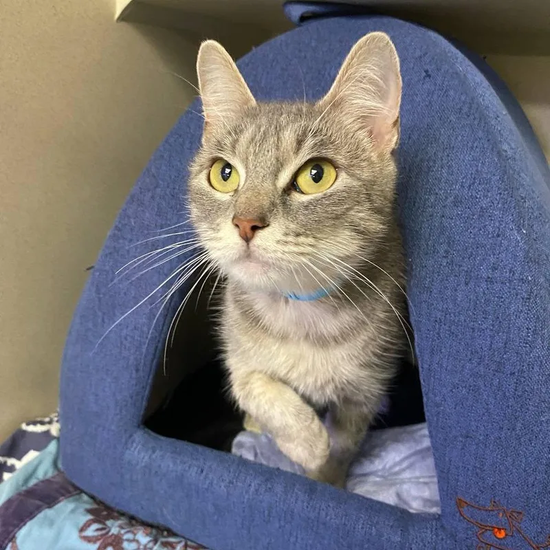 A young medium-sized female Gray / Blue / Silver Domestic Short Hair cat named Bluebell for adoption in New York, NY