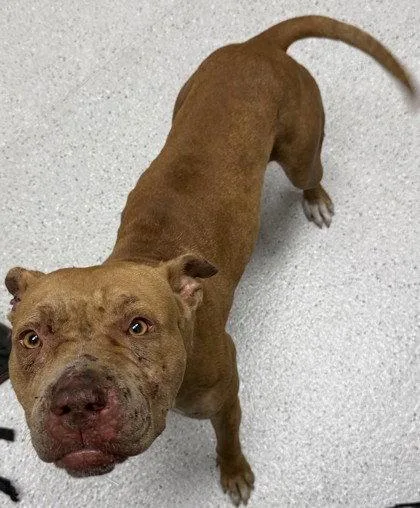 A young large-sized female Pit Bull Terrier dog named Sprinkles for adoption in Oakland, CA