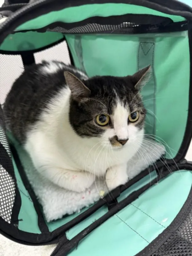 A young small-sized female Domestic Short Hair cat named Fendi for adoption in Loveland, CO
