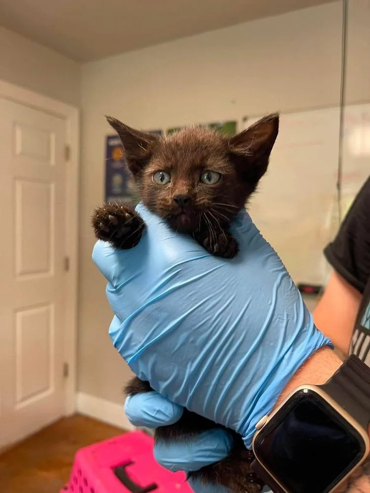 A baby small-sized female Black Domestic Short Hair cat named Sunday for adoption in Bolivar, MO